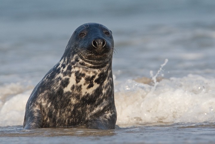 Kegelrobbe Halichoerus grypus